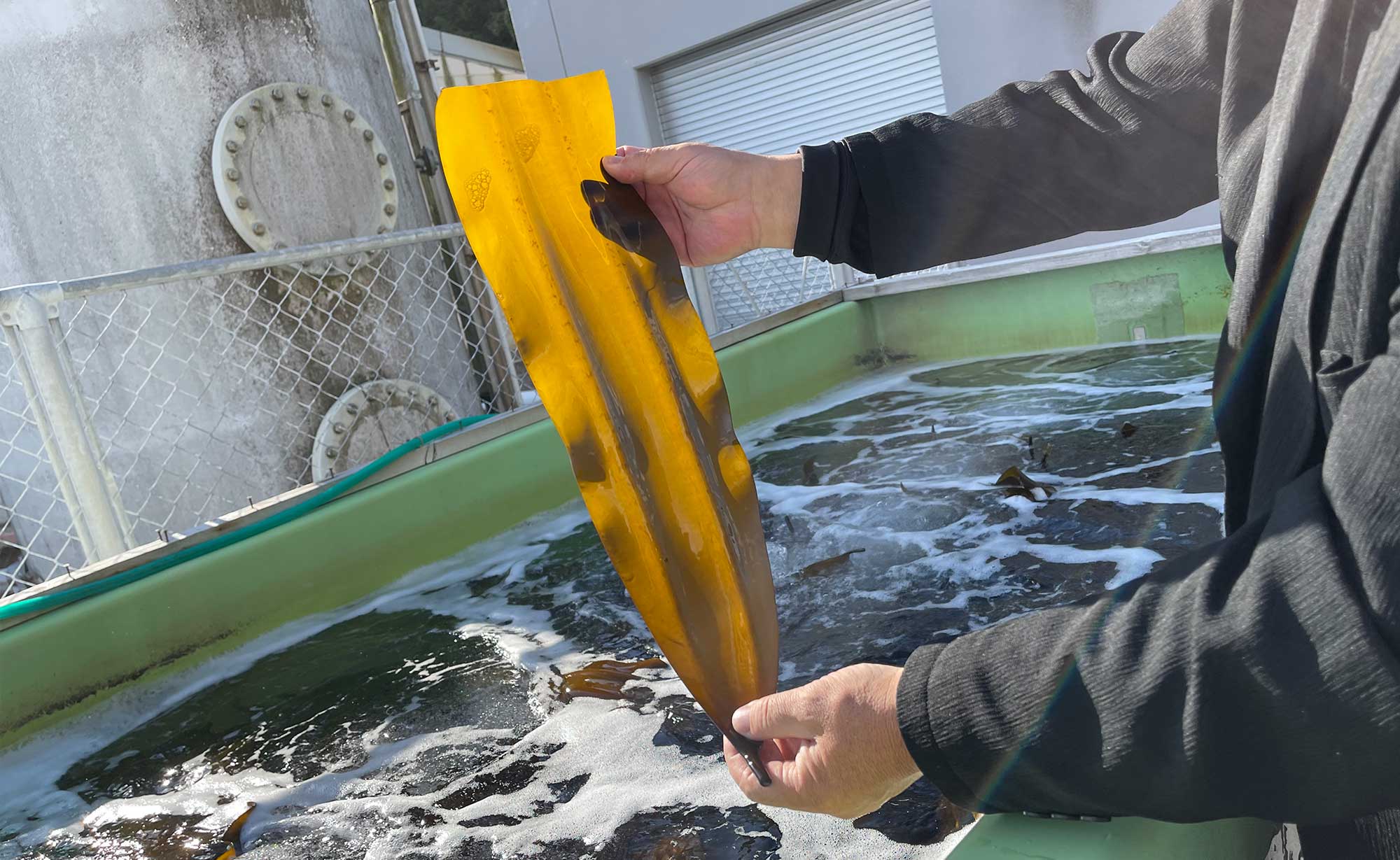 SADO Sea Farm